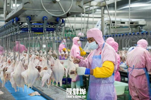 一只雞，一座城 蚌埠如何借力重慶風味征服世界味蕾